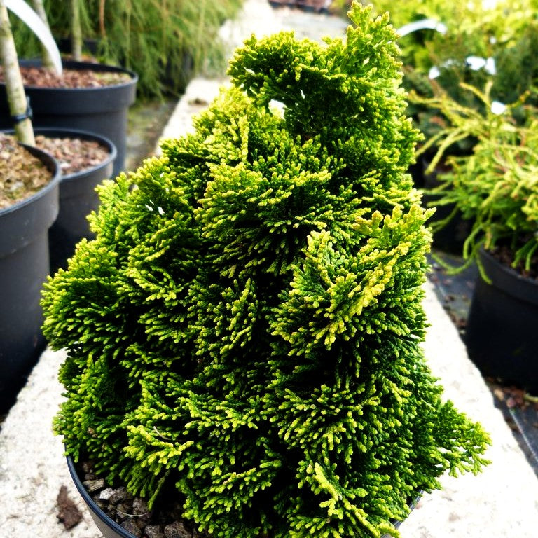 Gelbe Muschelscheinzypresse 'Aurora' (Chamaecyparis obtusa)