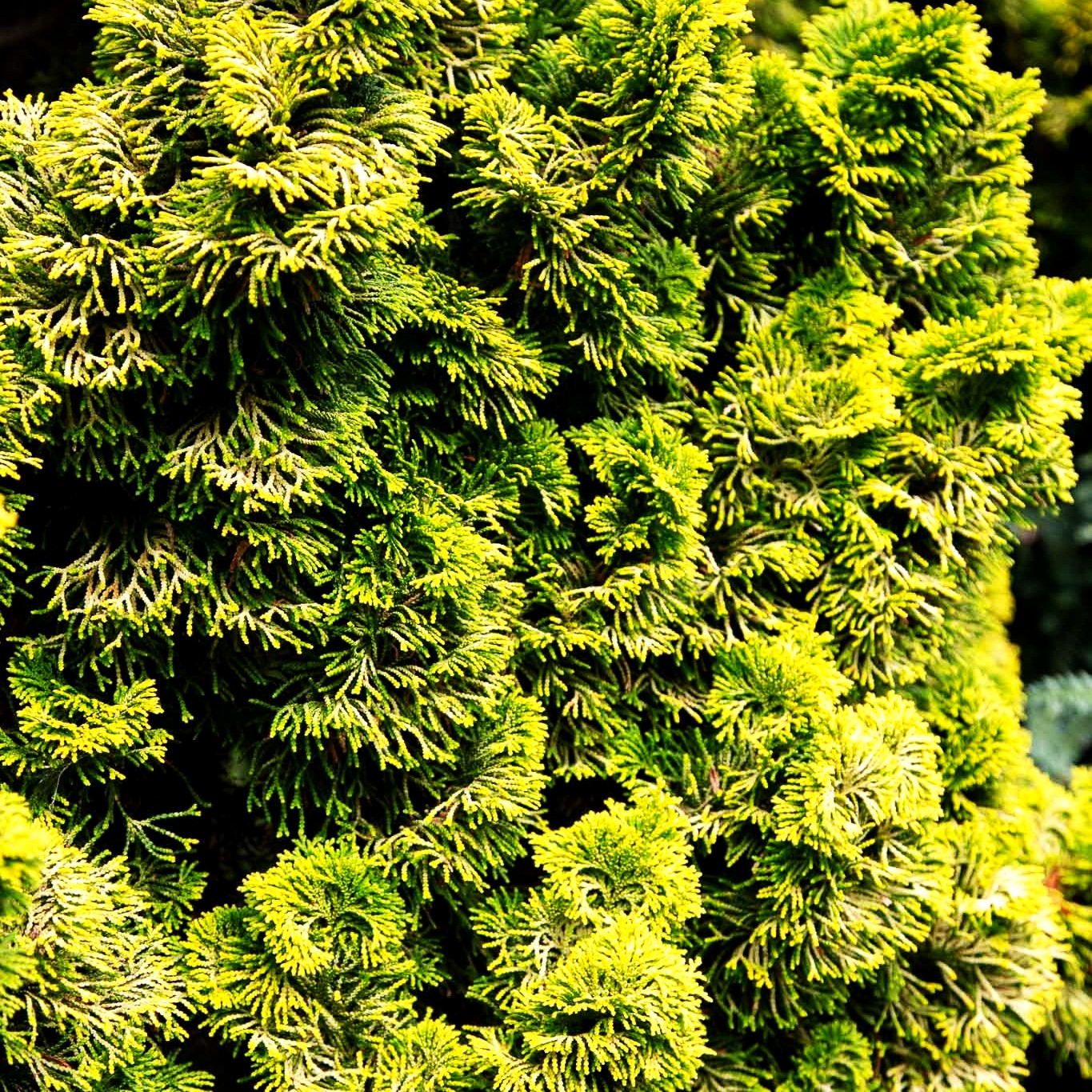 Gelbe Muschelscheinzypresse 'Nana Aurea' (Chamaecyparis obtusa)