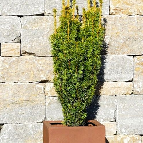 Gelbe Säulen-Eibe 'David' (Taxus baccata)