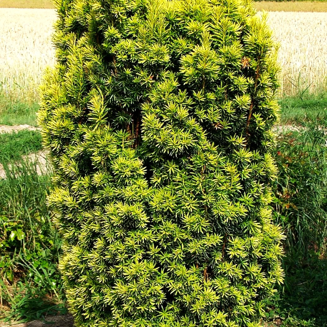 Gelbe Säulen-Eibe 'Fastigiata Aureomarginata' (Taxus baccata)