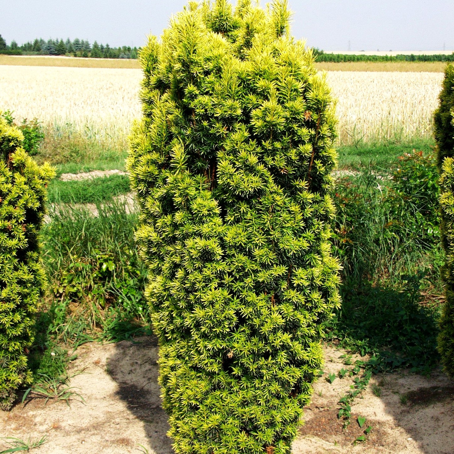 Gelbe Säulen-Eibe 'Fastigiata Aureomarginata' (Taxus baccata)