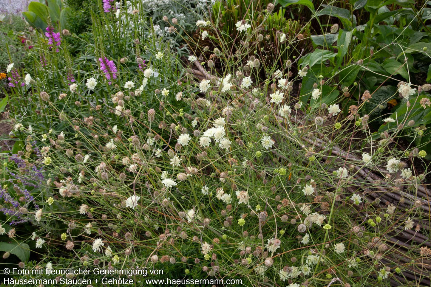Gelbe Skabiose (Scabiosa ochroleuca)