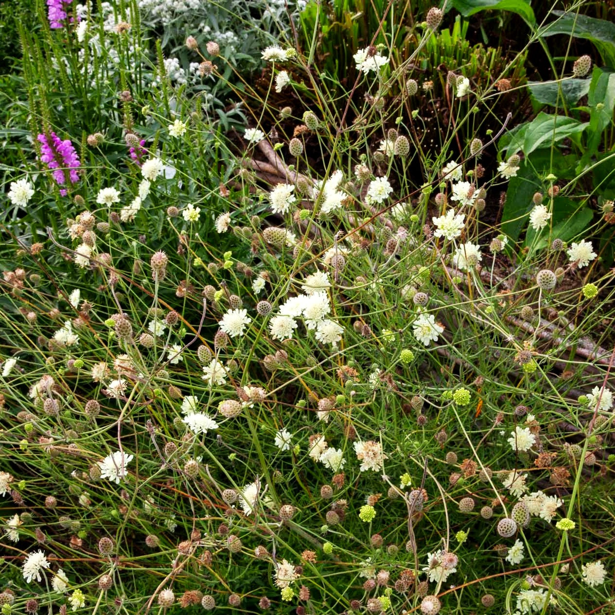 Gelbe Skabiose (Scabiosa ochroleuca)