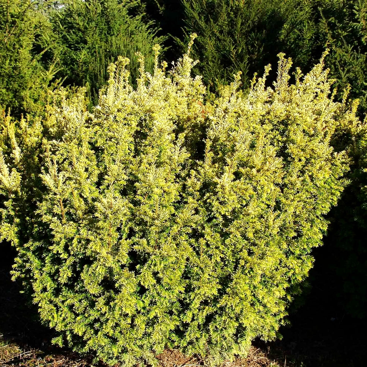 Gelbe Strauch-Eibe 'Semperaurea' (Taxus baccata)