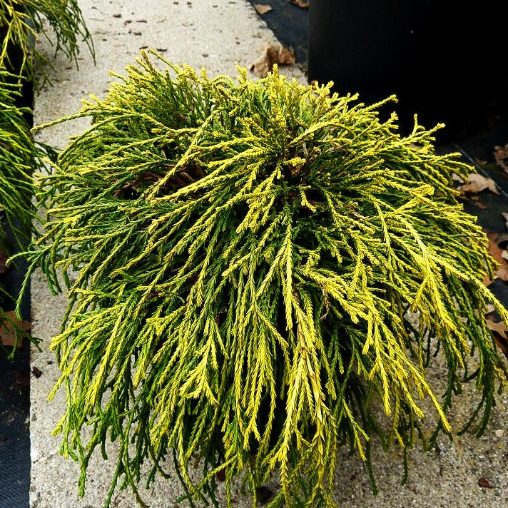 Gelbe Zwerg-Fadenzypresse 'Sungold' (Chamaecyparis pis.)
