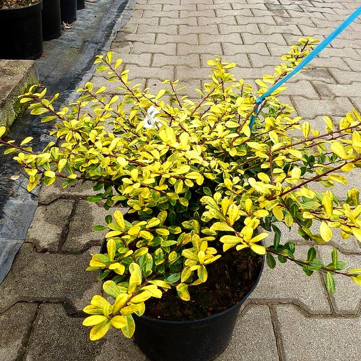 Gelber Berg-Ilex 'Golden Gem' (Ilex crenata)