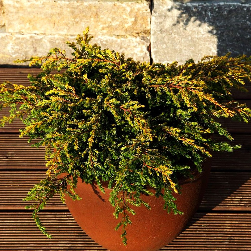 Gelber Kriech-Wacholder 'Goldschatz' (Juniperus com.)