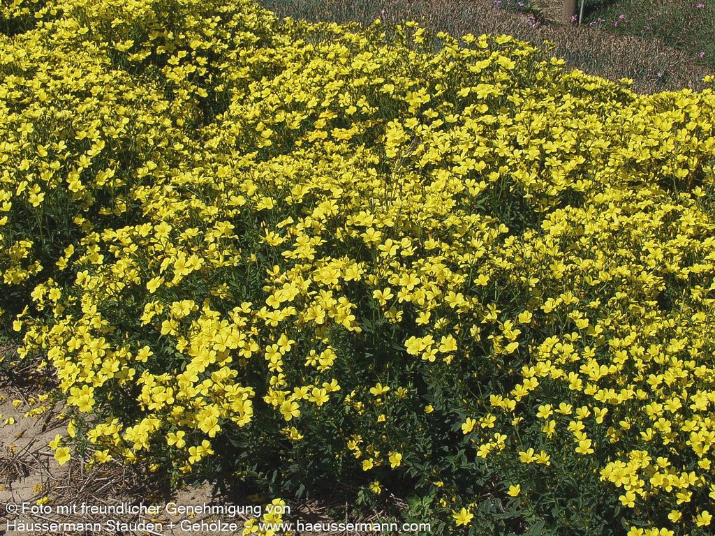Gelber Lein 'Compactum' (Linum flavum)