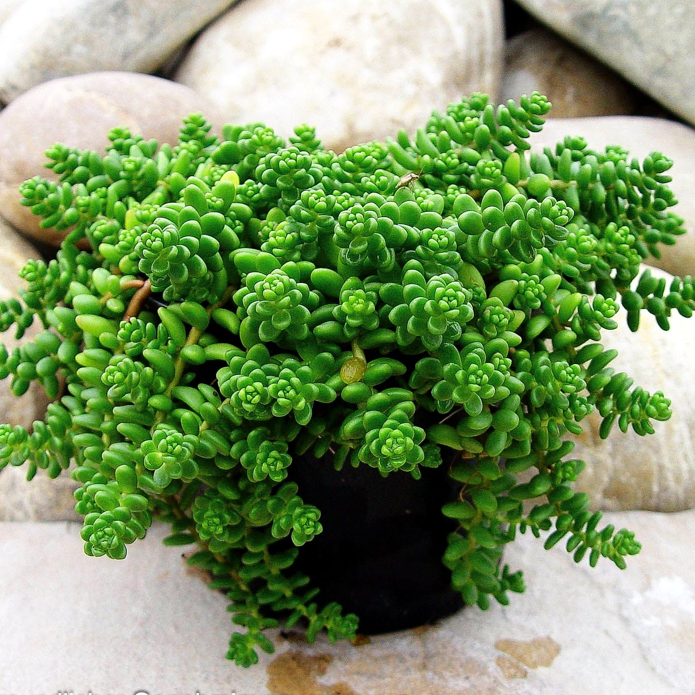 Gelber Mauerpfeffer 'Aureum' (Sedum acre)