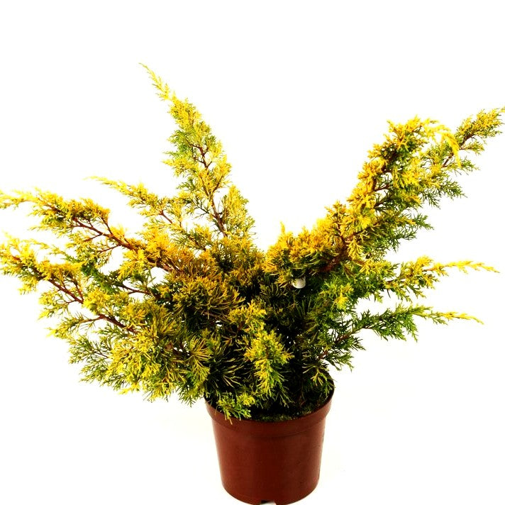 Gelber Moos-Wacholder 'Plumosa Aurea' (Juniperus chin.)