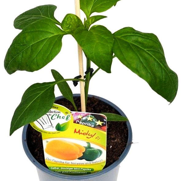 Gelber Paprika 'Midyl' (Paprika)