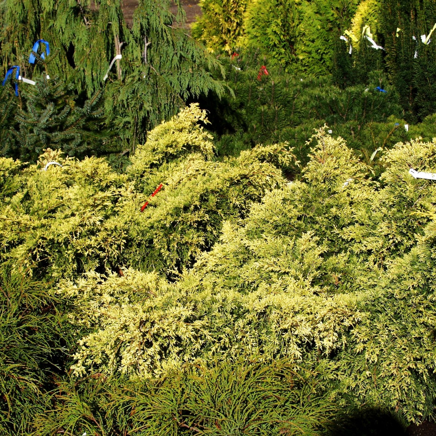 Gelber Strauch-Wacholder 'Old Gold' (Juniperus media)