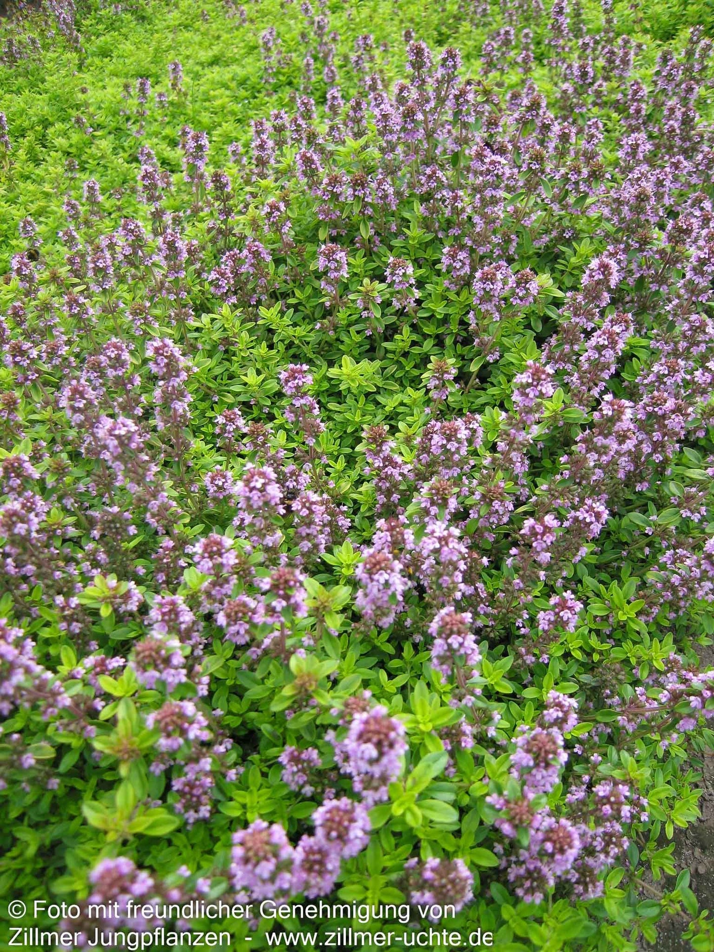 Gelber Zitronen-Thymian 'Golden Dwarf' (Thymus x citriodorus)
