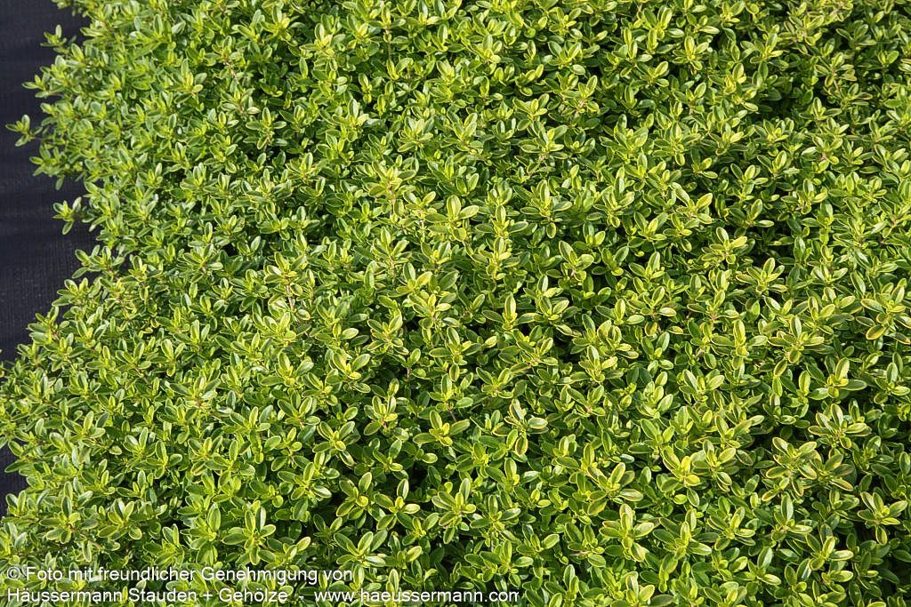 Gelber Zitronen-Thymian 'Golden Dwarf' (Thymus x citriodorus)