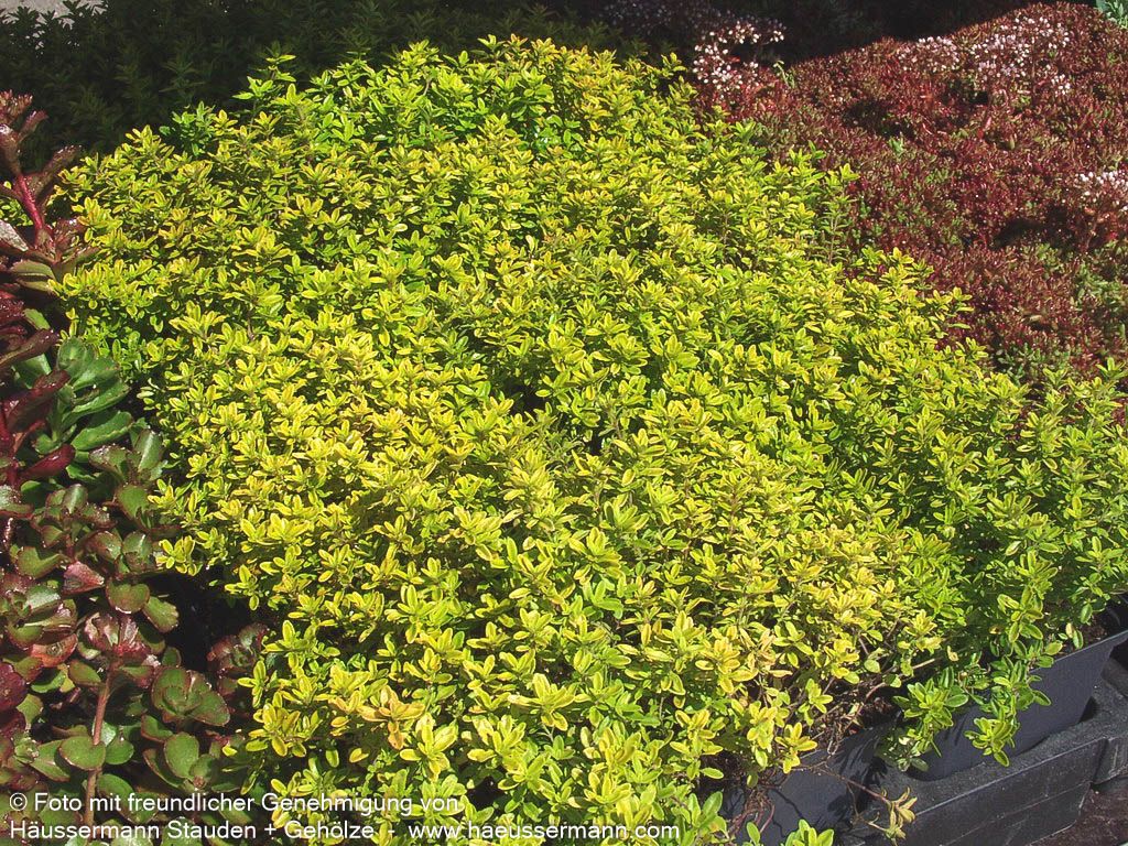Gelber Zitronen-Thymian 'Golden Dwarf' (Thymus x citriodorus)