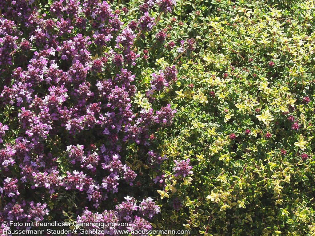 Gelber Zitronen-Thymian 'Golden Dwarf' (Thymus x citriodorus)