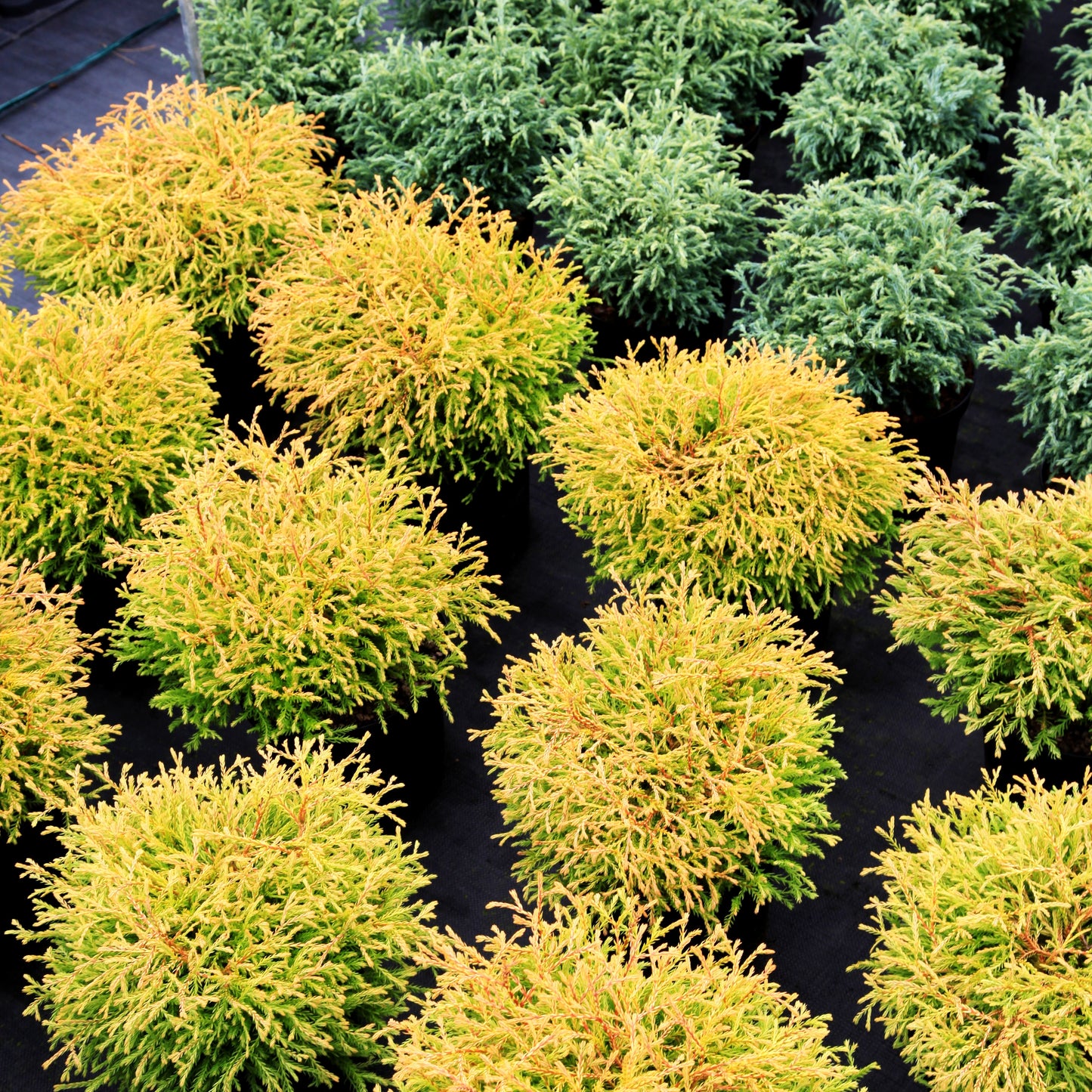 Gelber Zwerg-Lebensbaum 'Golden Tuffet' (Thuja occidentalis)