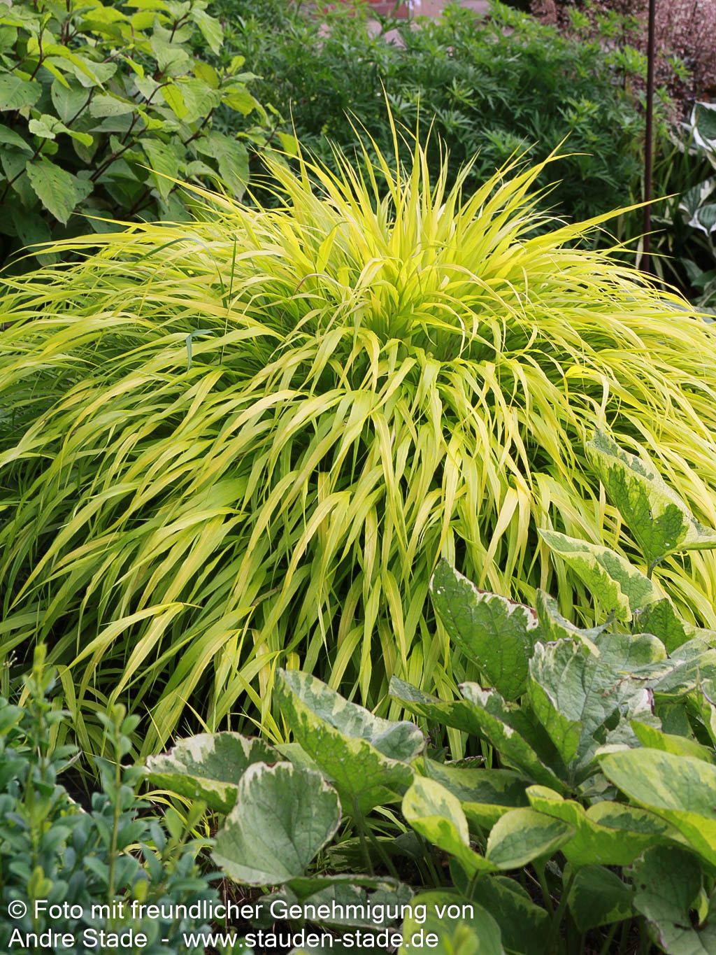 Gelbes Japangras 'All Gold' (Hakonechloa macra)