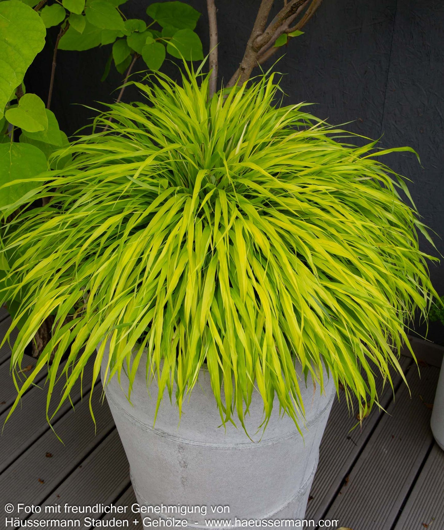 Gelbes Japangras 'All Gold' (Hakonechloa macra)