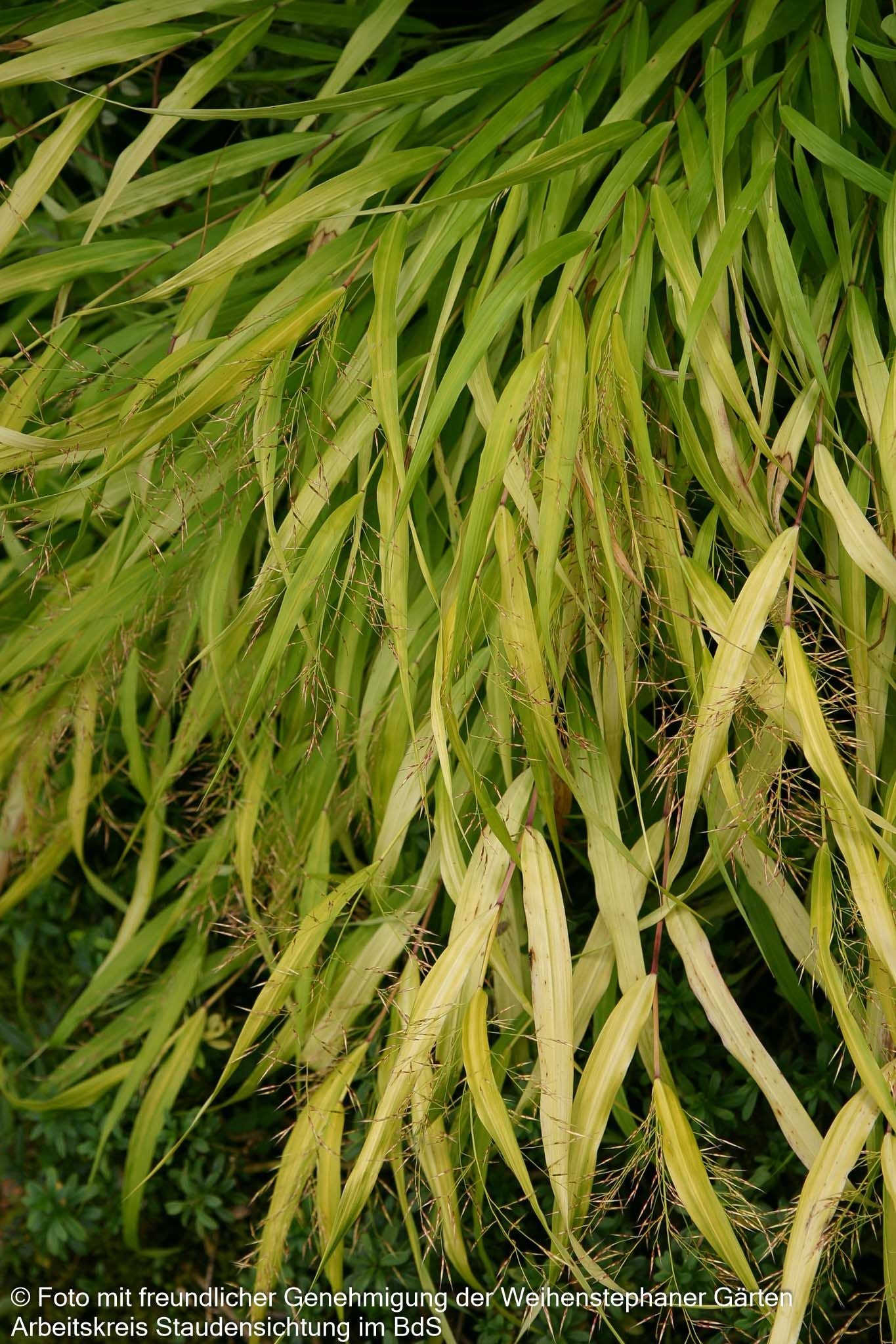 Gelbes Japangras 'All Gold' (Hakonechloa macra)