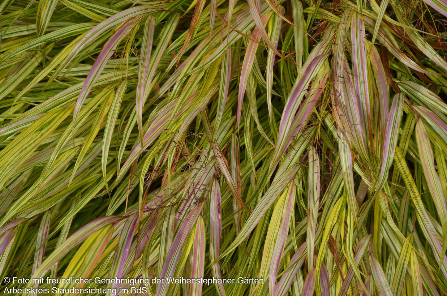 Gelbgestreiftes Japangras 'Aureola' (Hakonechloa macra)