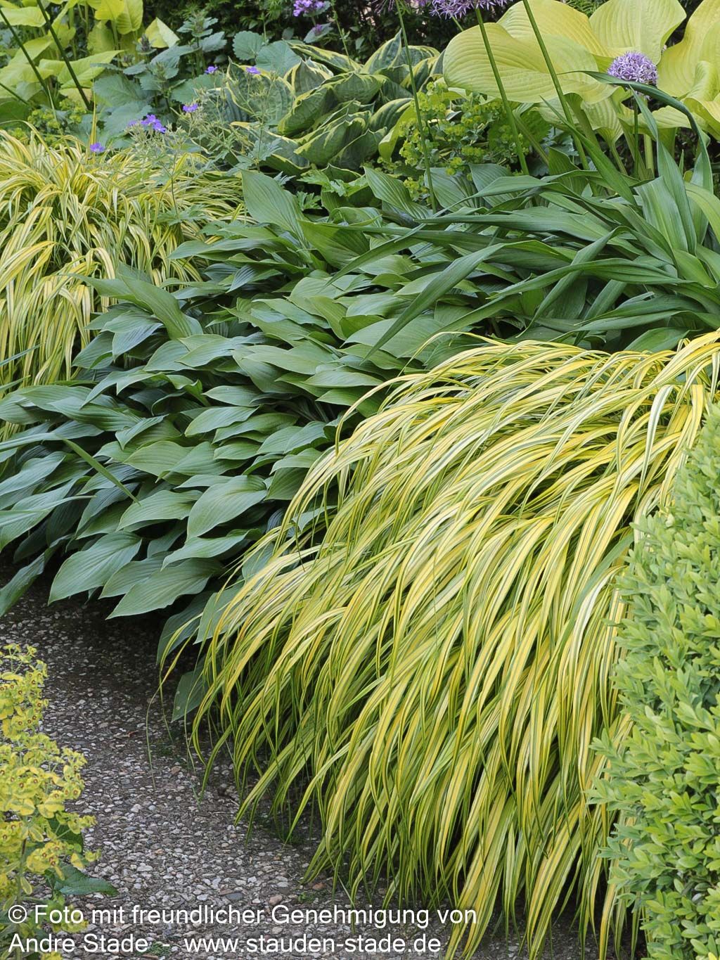 Gelbgestreiftes Japangras 'Aureola' (Hakonechloa macra)