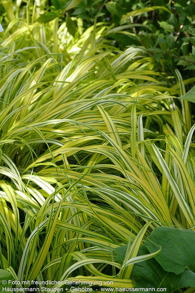 Gelbgestreiftes Japangras 'Aureola' (Hakonechloa macra)