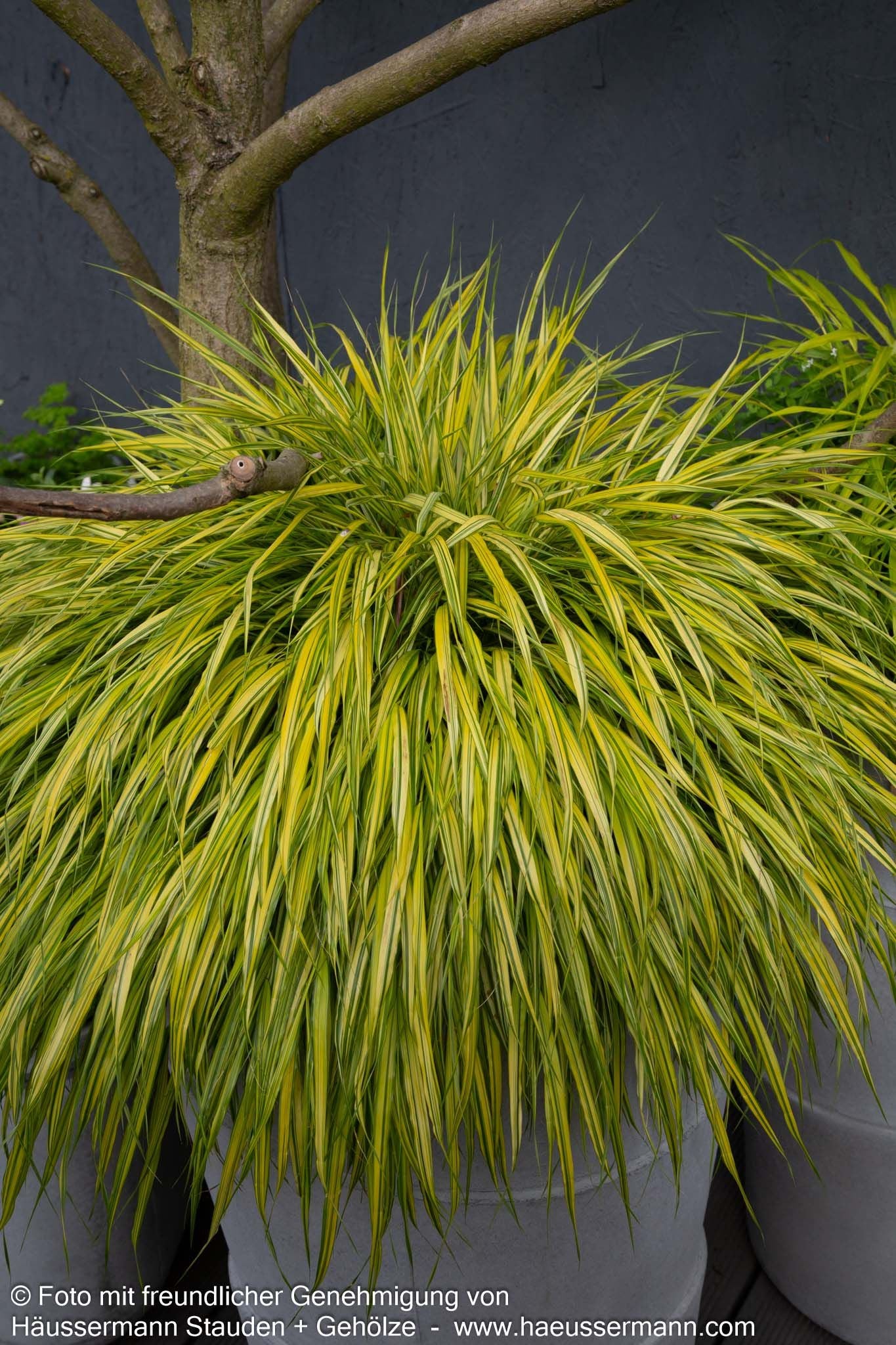 Gelbgestreiftes Japangras 'Aureola' (Hakonechloa macra)