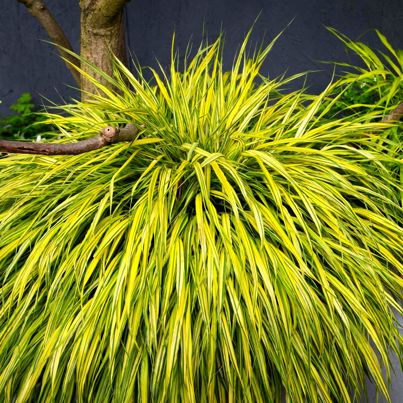Gelbgestreiftes Japangras 'Aureola' (Hakonechloa macra)