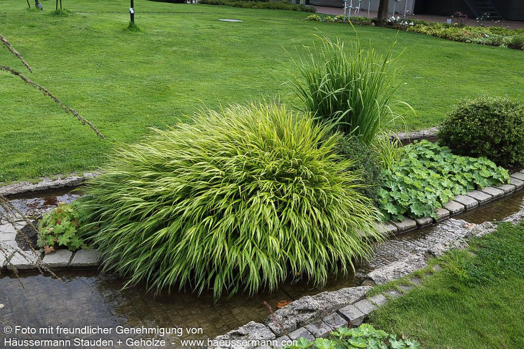 Gelbgestreiftes Japangras 'Aureola' (Hakonechloa macra)