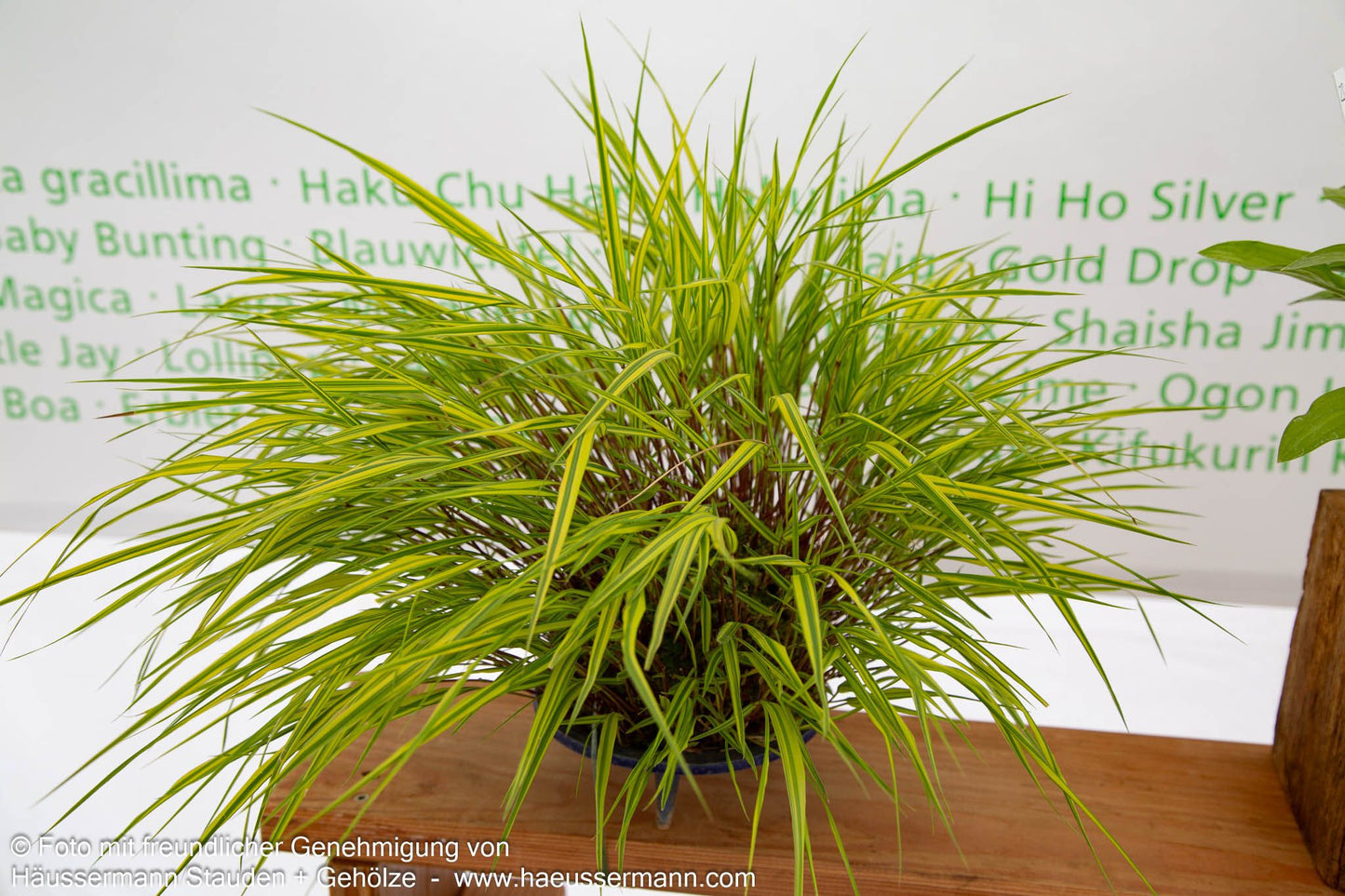 Gelbgestreiftes Japangras 'Aureola' (Hakonechloa macra)