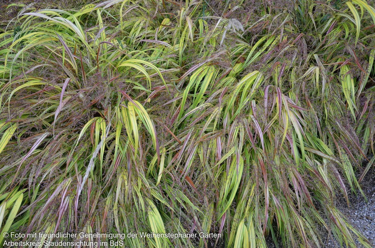Gelbgestreiftes Japangras 'Aureola' (Hakonechloa macra)