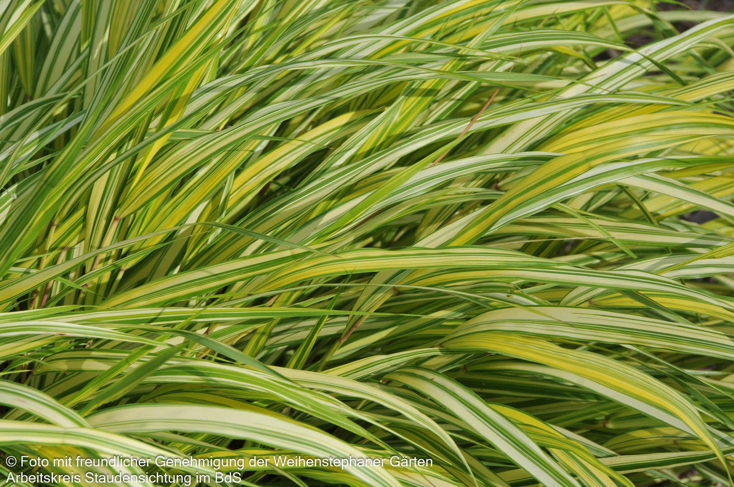 Gelbgestreiftes Japangras 'Aureola' (Hakonechloa macra)