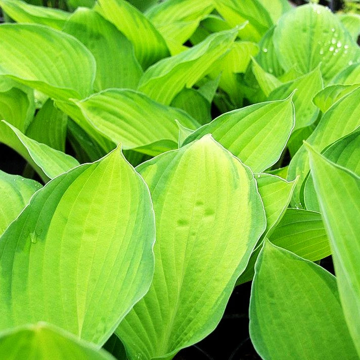 Gelbgrüne Funkie 'Gold Standard' (Hosta x fortunei)