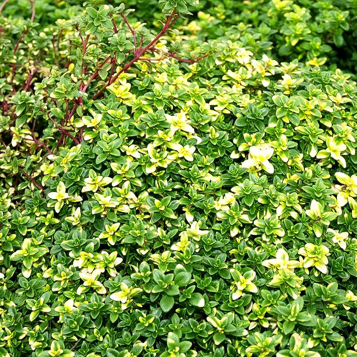 Gelbgrüner Zitronen-Thymian 'Golden Dream' (Thymus x citriodorus)