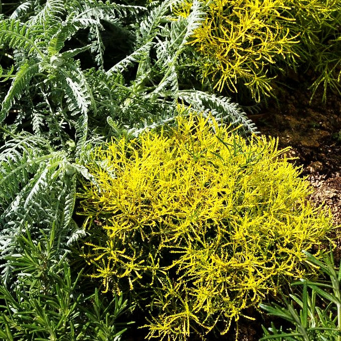 Gelbgrünes Heiligenkraut 'Lemon Fizz' (Santolina chamaecyparissus)