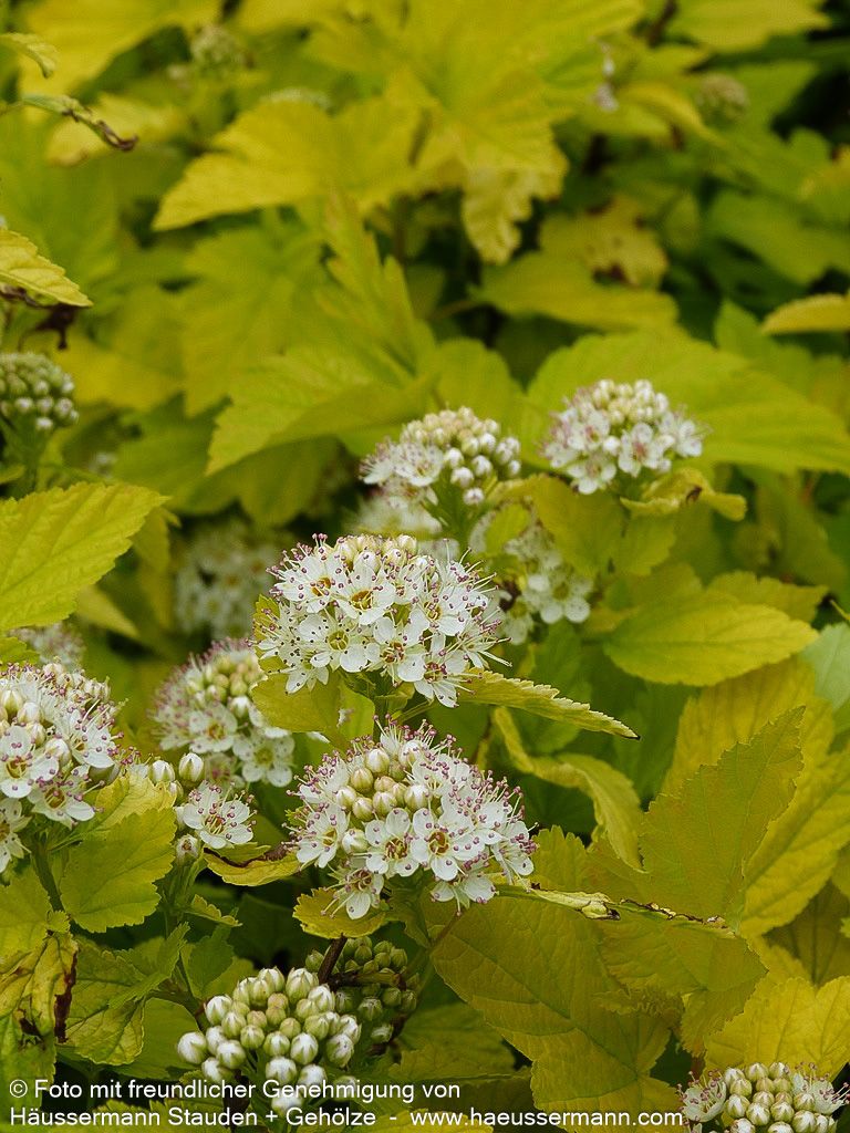Gelblaubige Blasenspiere 'Dart's Gold' (Physocarpus opulifolius)