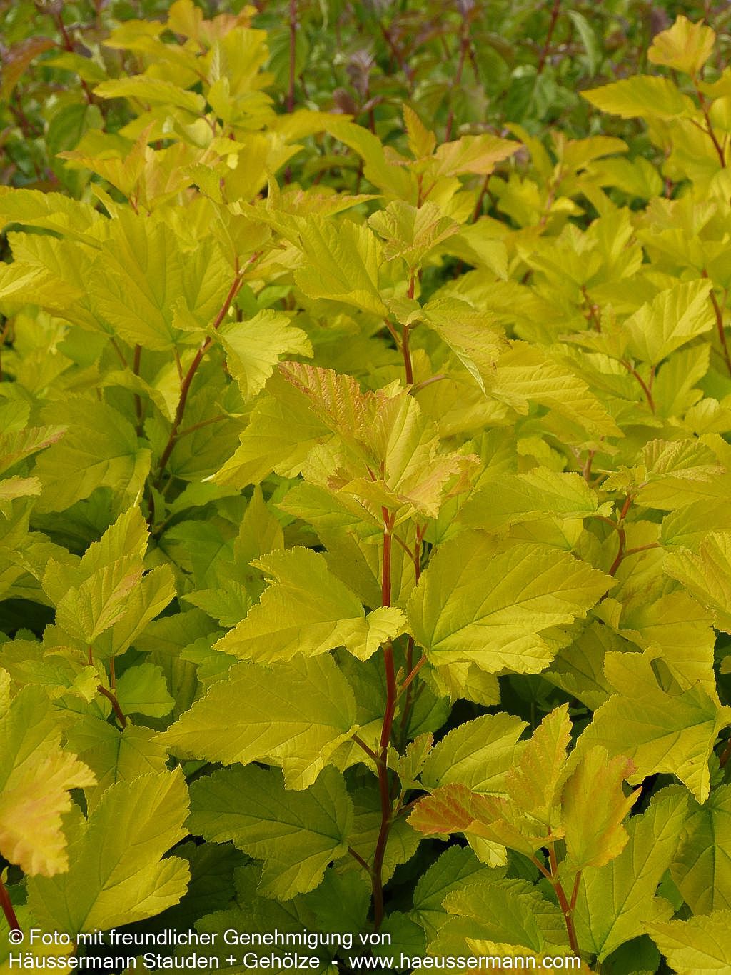 Gelblaubige Blasenspiere 'Dart's Gold' (Physocarpus opulifolius)