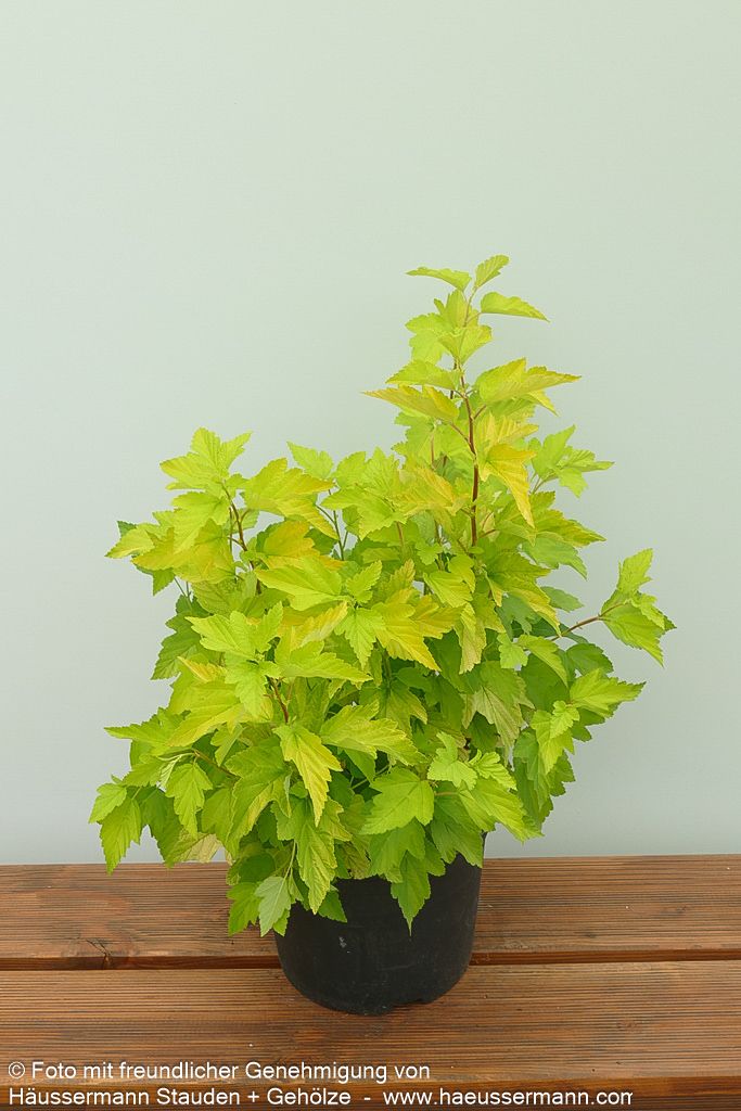 Gelblaubige Blasenspiere 'Dart's Gold' (Physocarpus opulifolius)