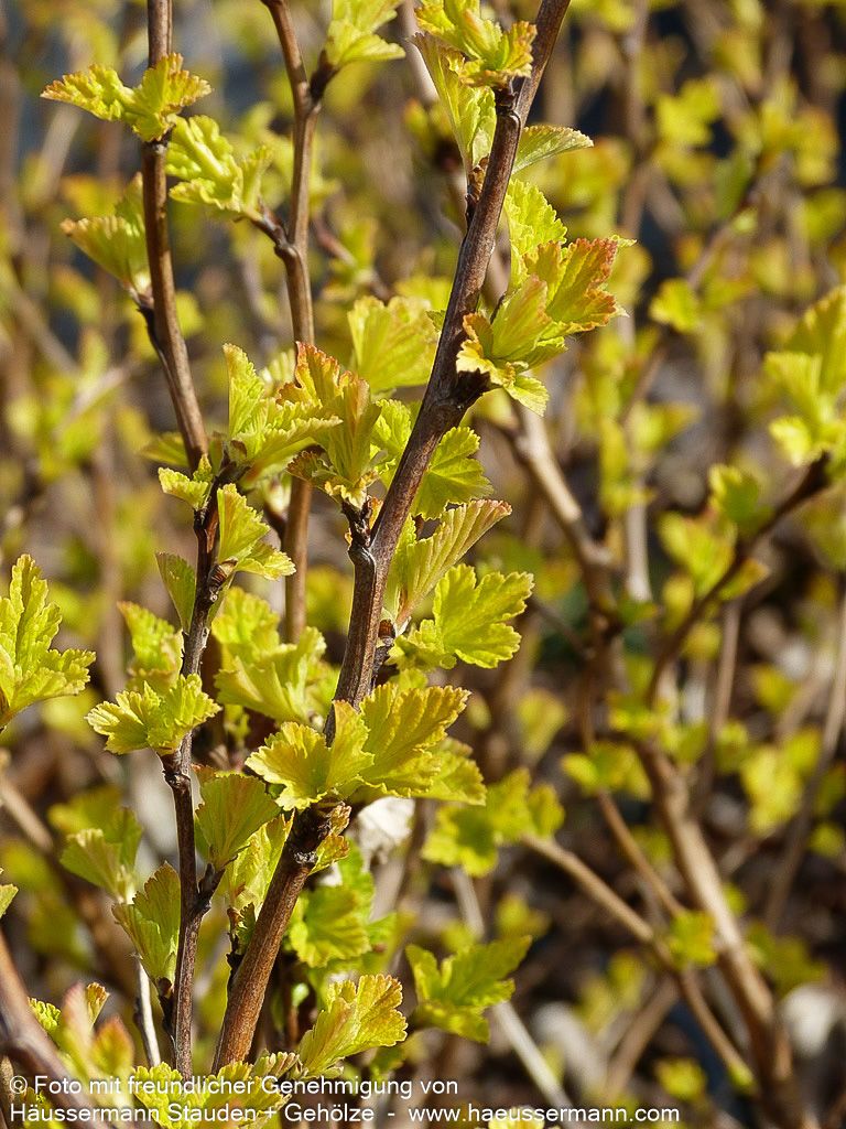 Gelblaubige Blasenspiere 'Dart's Gold' (Physocarpus opulifolius)
