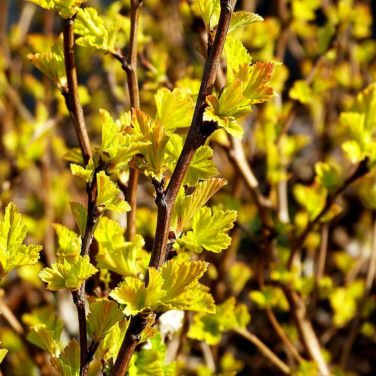 Gelblaubige Blasenspiere 'Dart's Gold' (Physocarpus opulifolius)