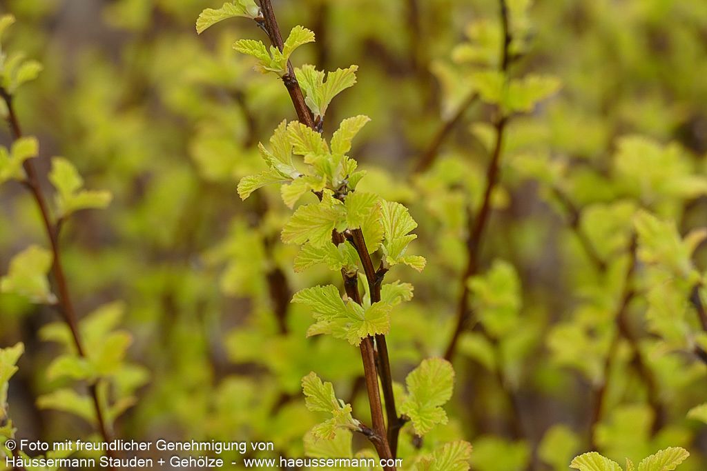 Gelblaubige Blasenspiere 'Dart's Gold' (Physocarpus opulifolius)