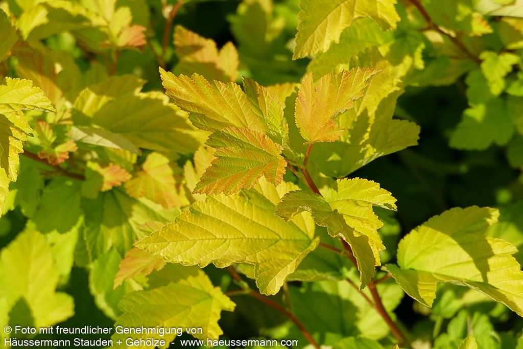 Gelblaubige Blasenspiere 'Dart's Gold' (Physocarpus opulifolius)