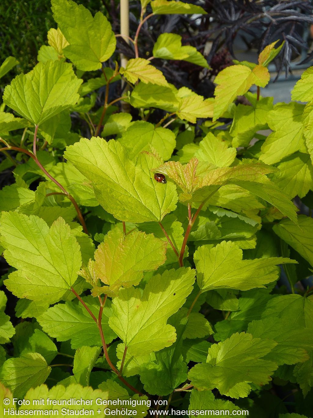 Gelblaubige Blasenspiere 'Dart's Gold' (Physocarpus opulifolius)