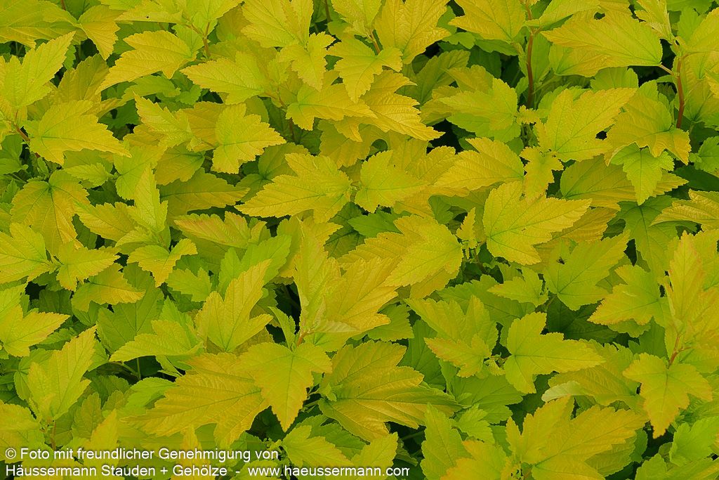 Gelblaubige Blasenspiere 'Dart's Gold' (Physocarpus opulifolius)