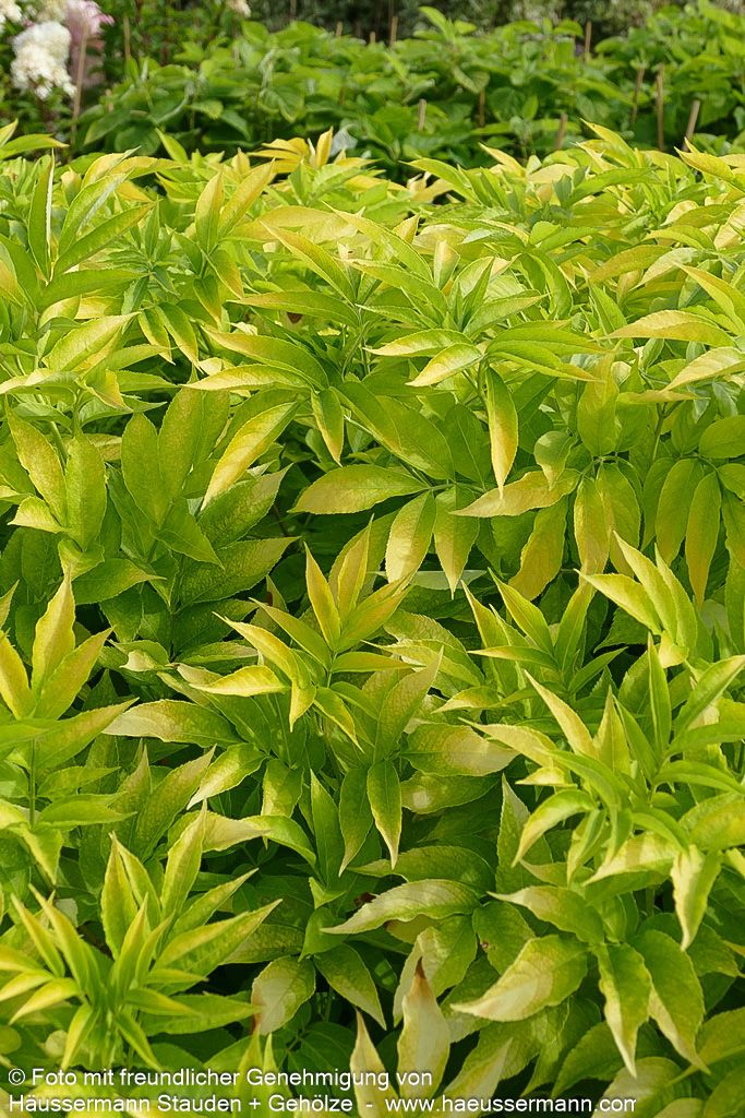 Gelblaubiger Holunder 'Aurea' (Sambucus nigra)
