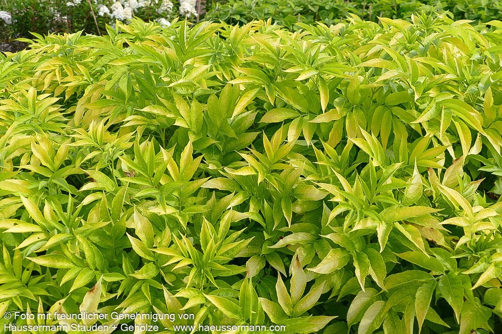Gelblaubiger Holunder 'Aurea' (Sambucus nigra)