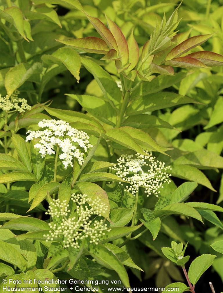 Gelblaubiger Holunder 'Aurea' (Sambucus nigra)