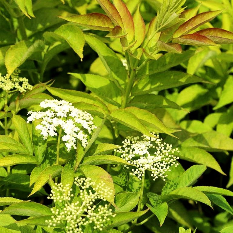 Gelblaubiger Holunder 'Aurea' (Sambucus nigra)