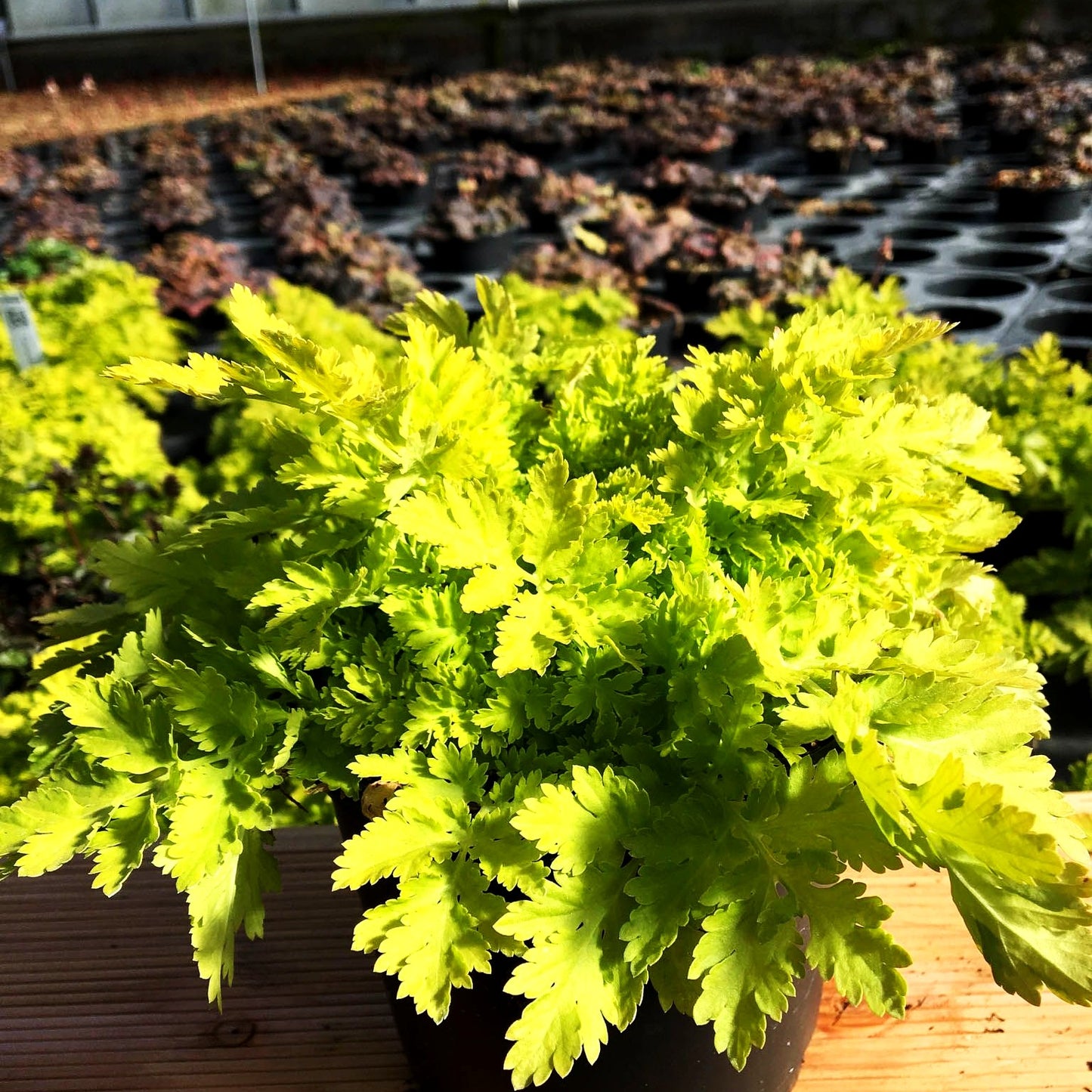 Gelblaubiges Mutterkraut 'Aureum' (Tanacetum parthenium)